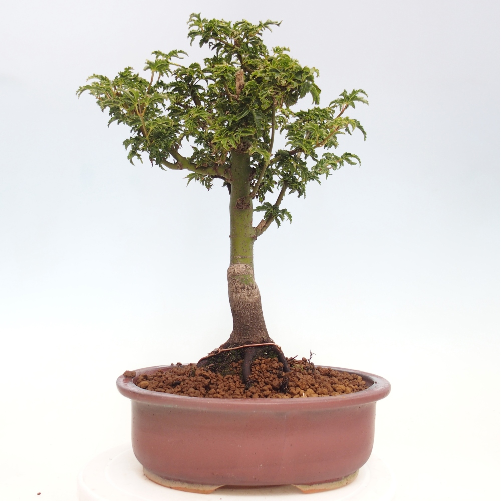 Bonsai voor buiten -Javor palm Acer palmatum Shishigashira