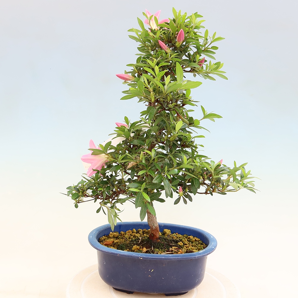Bonsai voor buiten - Japanse Azalea - Azalea Nasuno