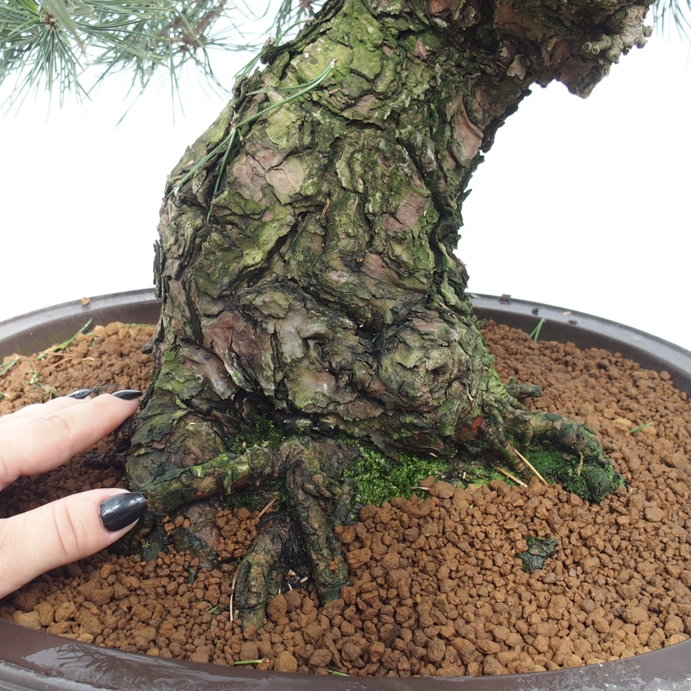 Bonsai voor buiten - Pinus thunbergii - Thunberg den