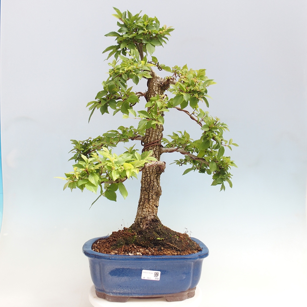 Bonsai voor buiten - Zelkova - Zelkova NIRE