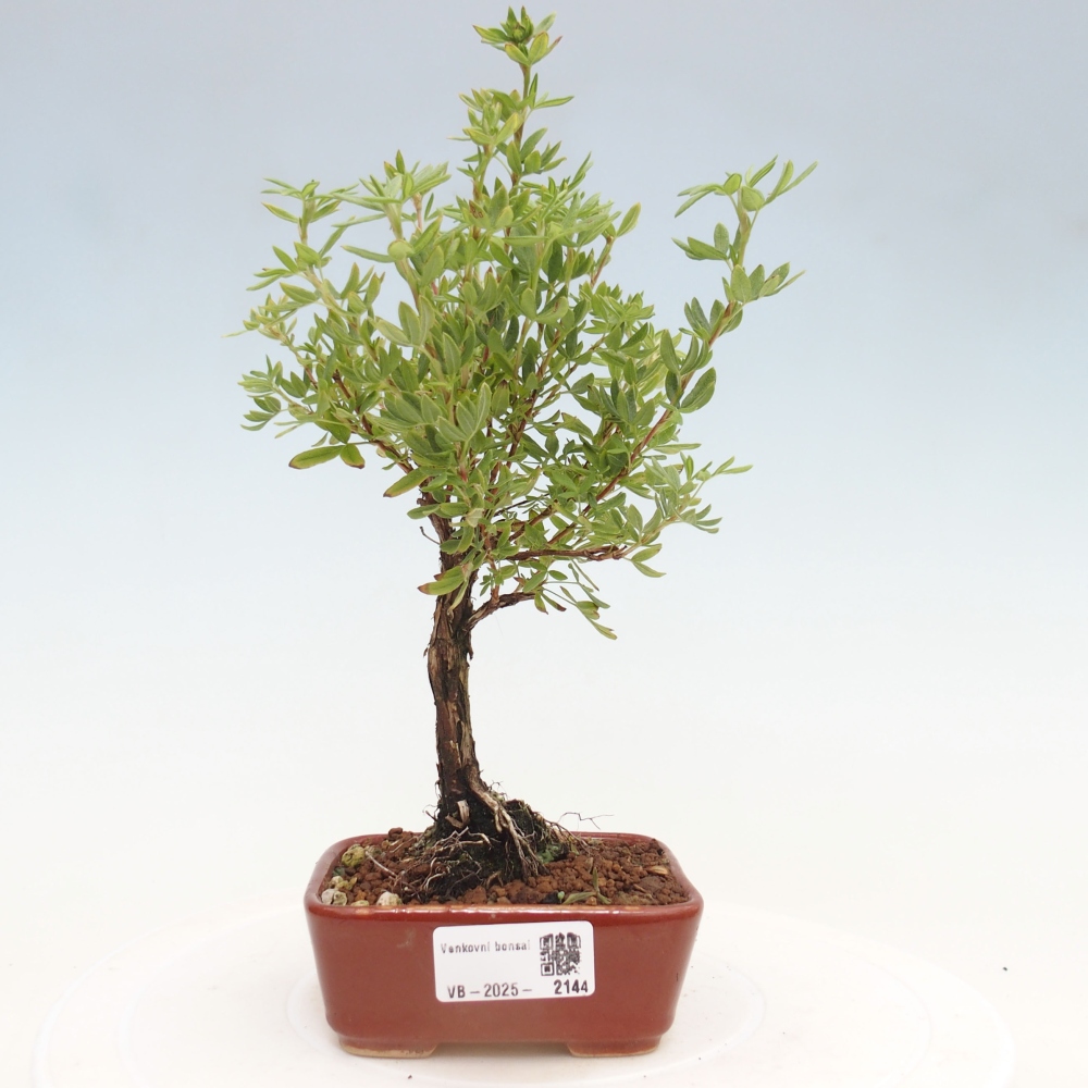 Bonsai voor buiten - Potentila fruticosa gele vogel