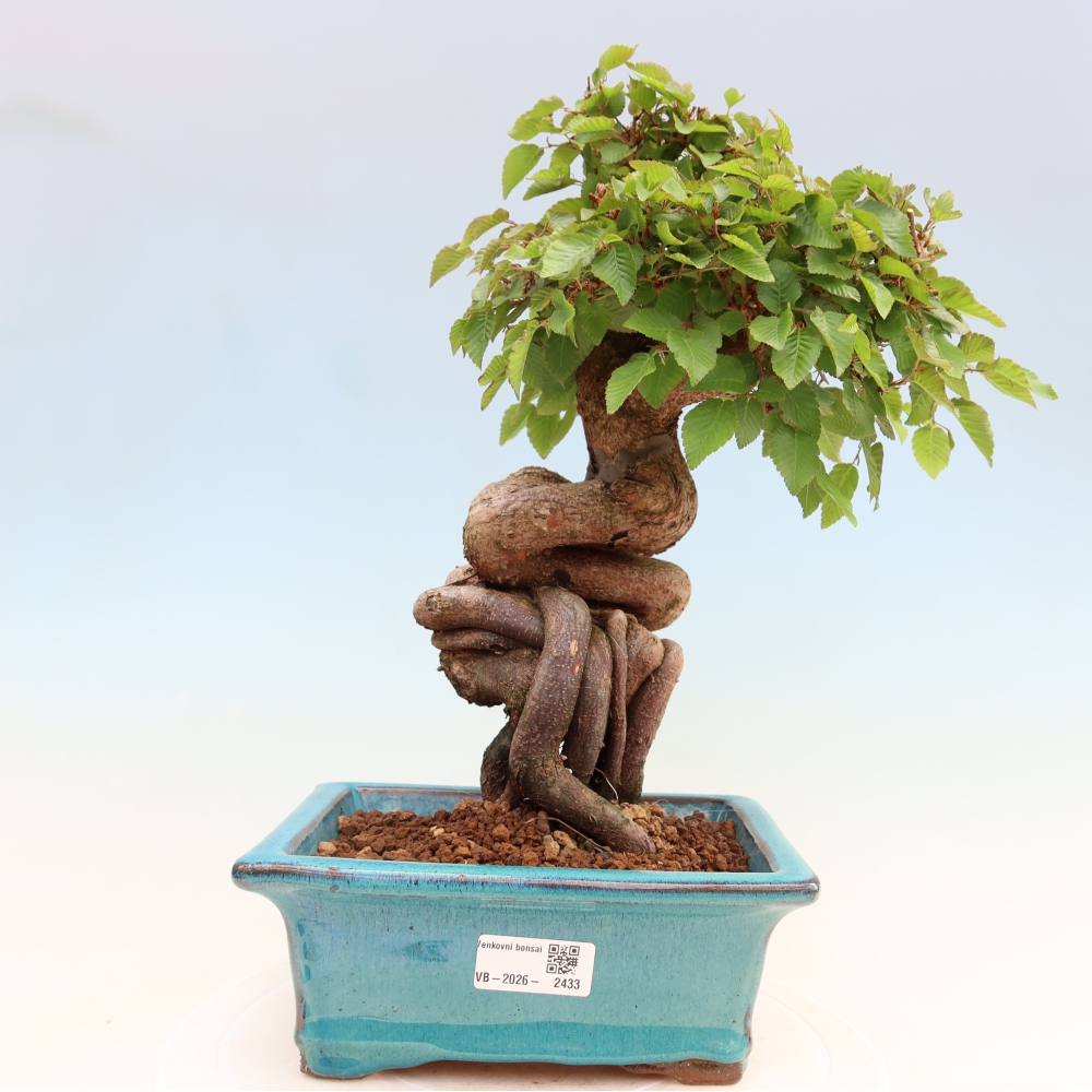 Bonsai voor buiten -Carpinus Coreana - Koreaanse haagbeuk