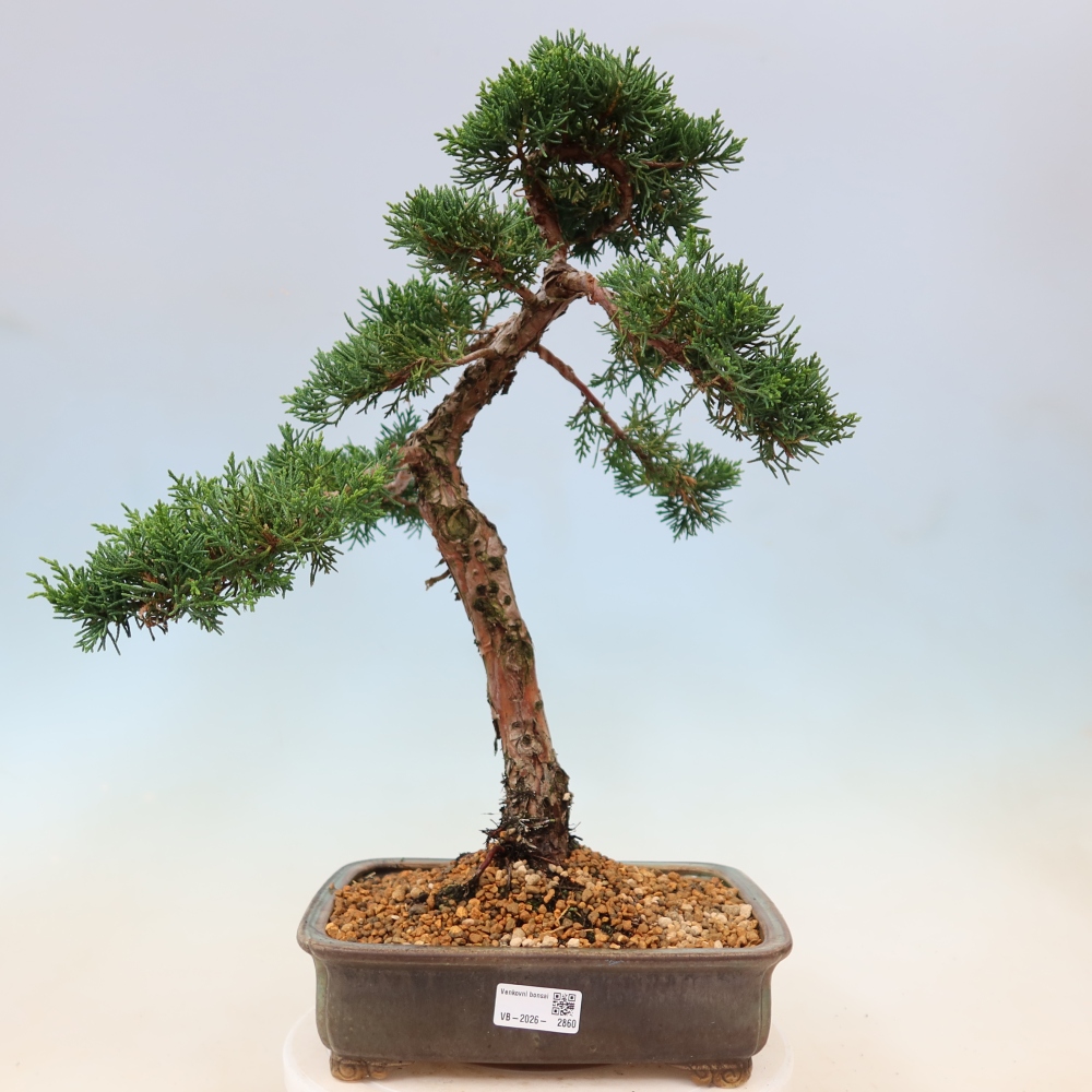 Bonsai voor buiten - Juniperus chinensis Kishu