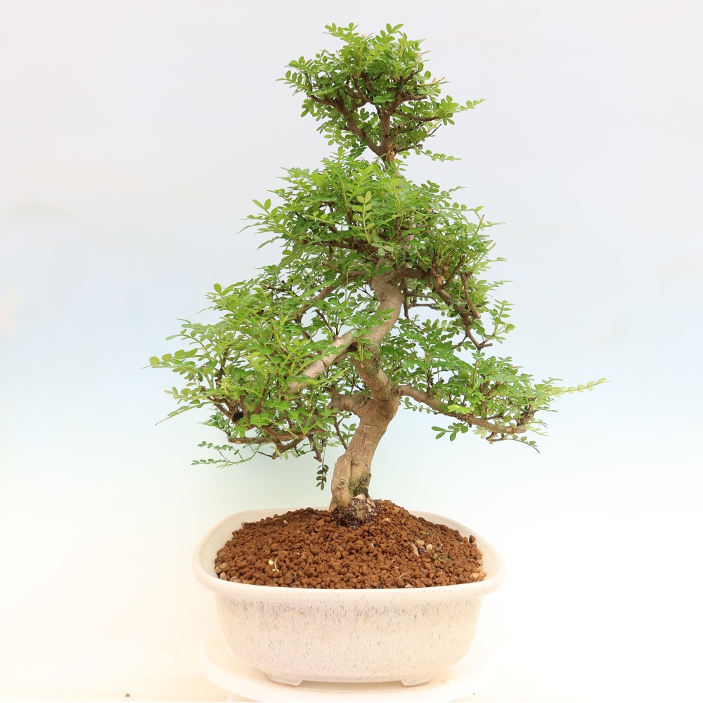 Kamerbonsai - Zantoxylum piperitum - peperboom