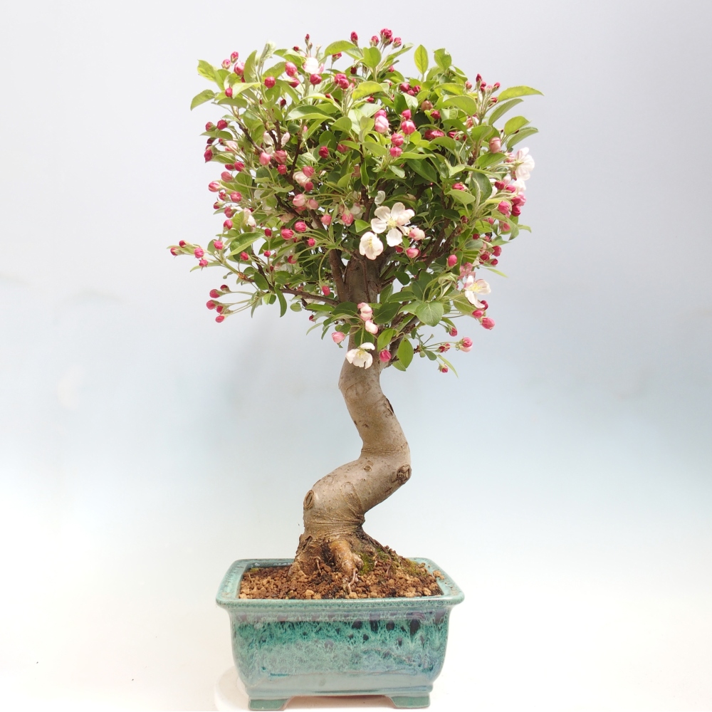 Bonsai voor buiten -Malus halliana - Appelboom met kleine vruchten