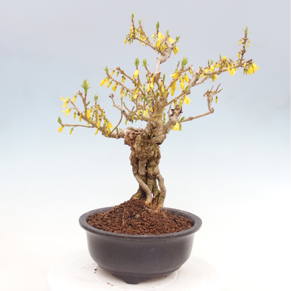 Bonsai voor buiten - Zlatice - Forsythia koreana