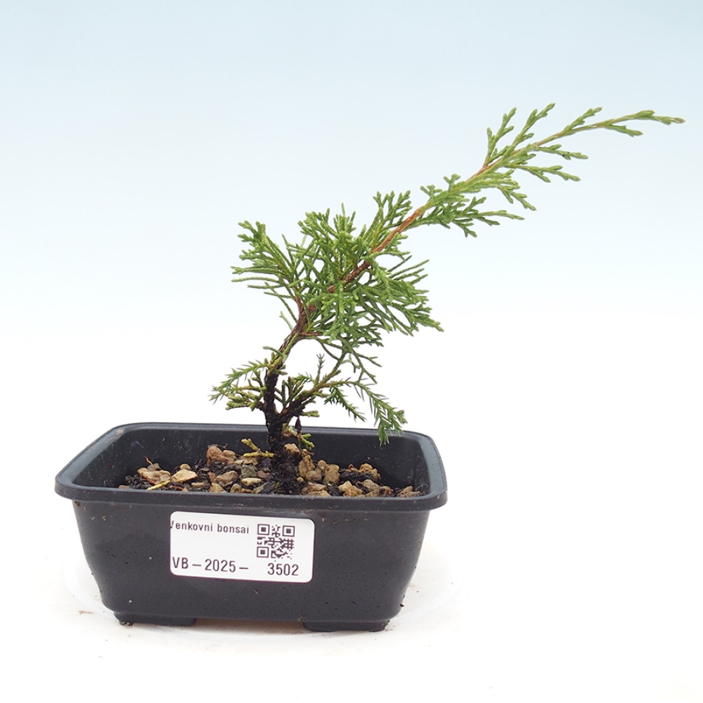 Bonsai voor buiten - Juniperus chinensis Itoigawa