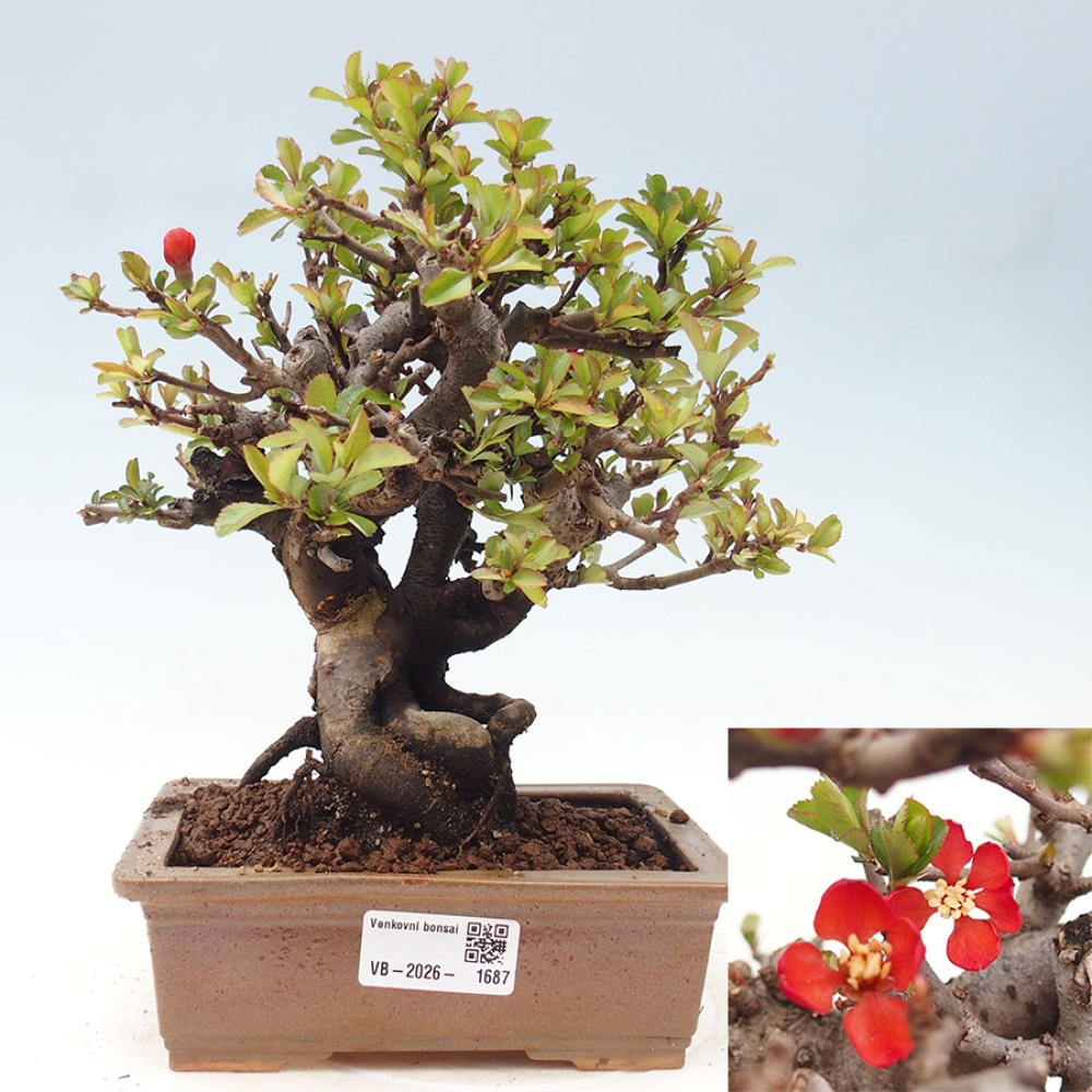 Bonsai voor buiten - Chaneomeles speciosa - Kweepeer