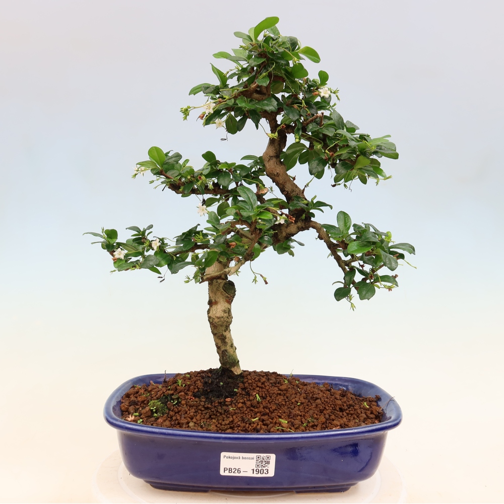 Kamerbonsai - Carmona macrophylla - Thee fuki