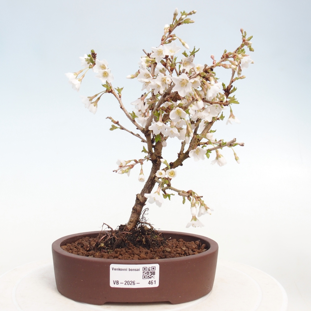 Bonsai voor buiten - Prunus incisa Kojou-no mai-Plivon uitgesneden