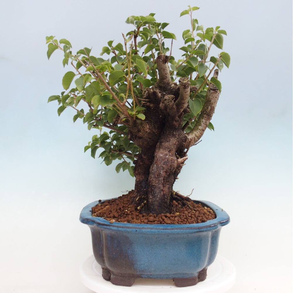 Bonsai voor buiten - Mahalebka - Prunus mahaleb