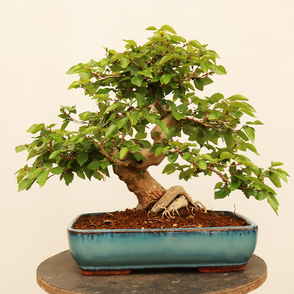 Bonsai voor buiten -Carpinus Coreana - Koreaanse haagbeuk