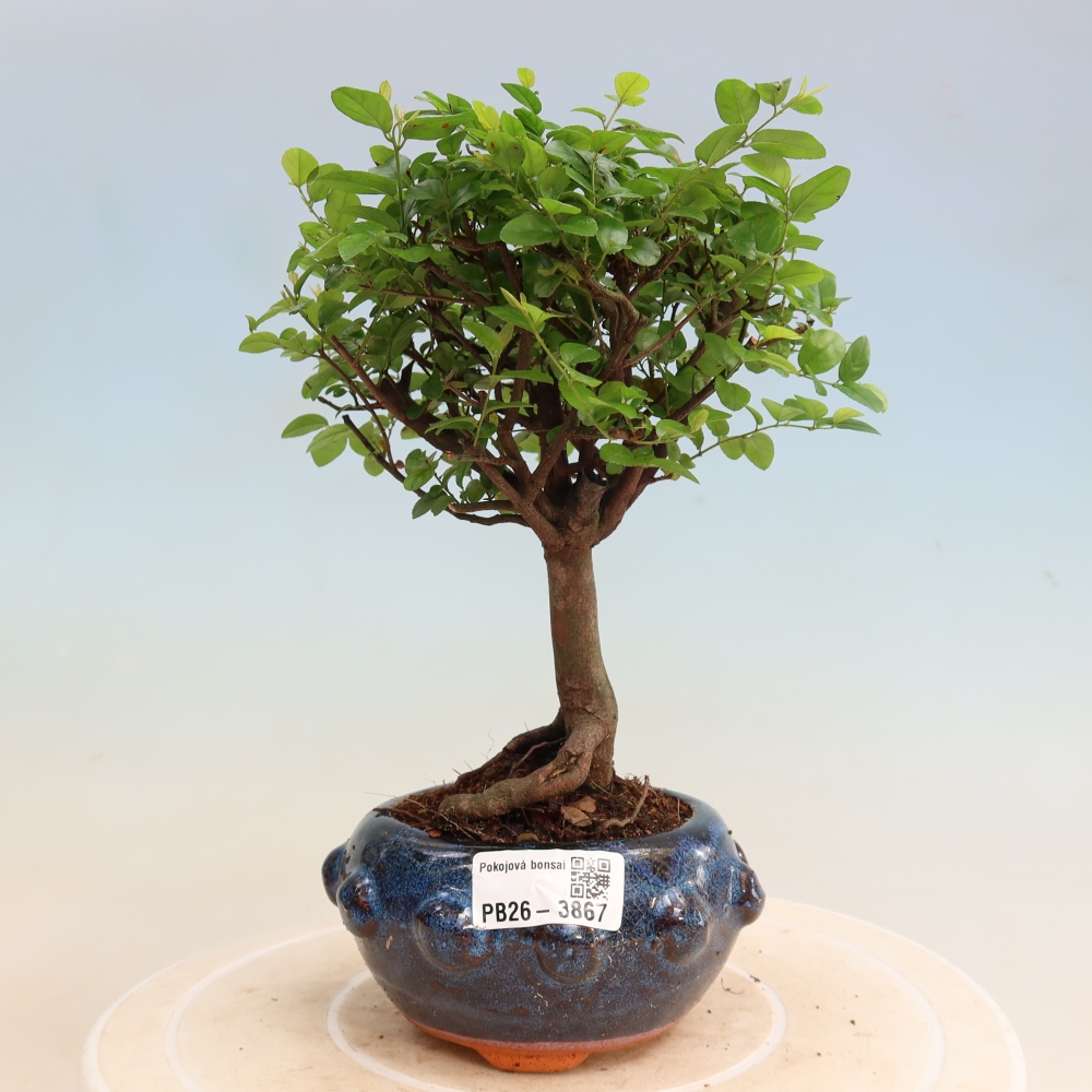 Kamerbonsai - Sageretia thea - Sageretia thea