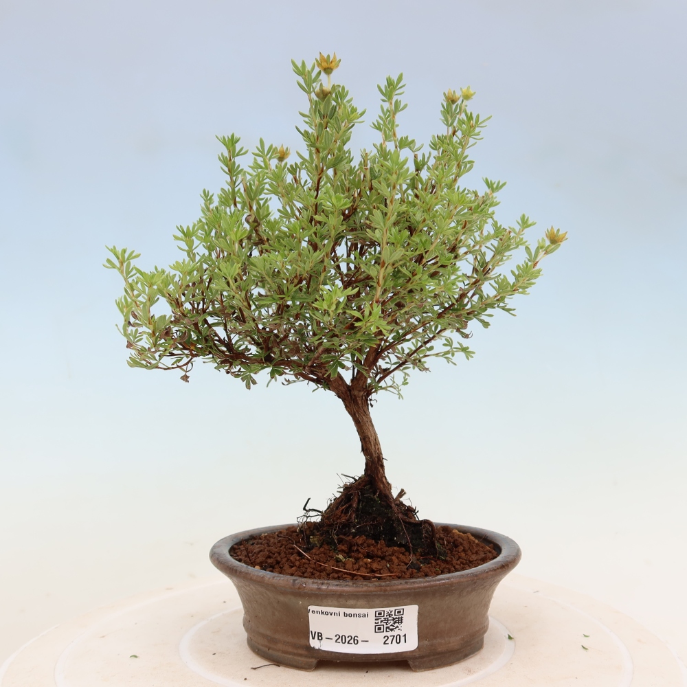 Bonsai voor buiten – Struikpotentilla – Potentilla fruticosa Goldkissen