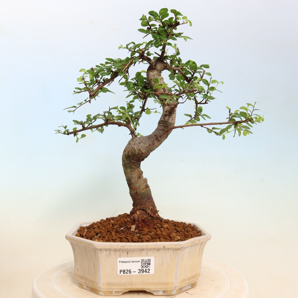 Kamerbonsai - Ulmus parvifolia - Winteriep