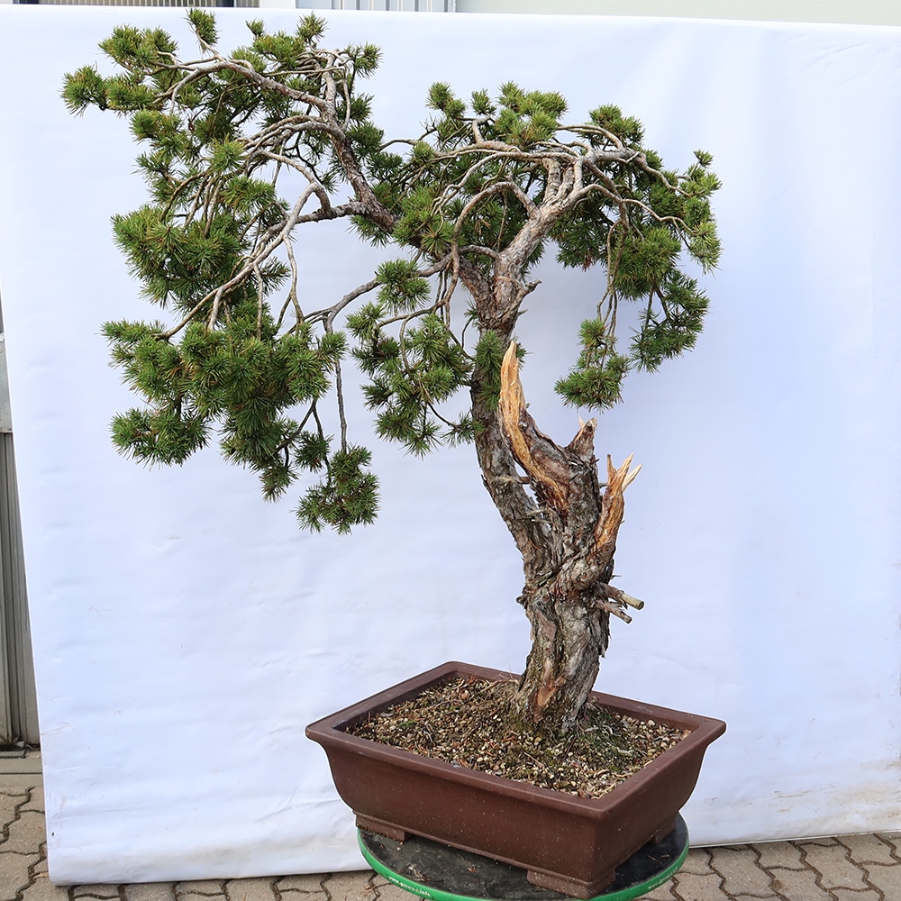 Pinus sylvestris Spanje - grove den