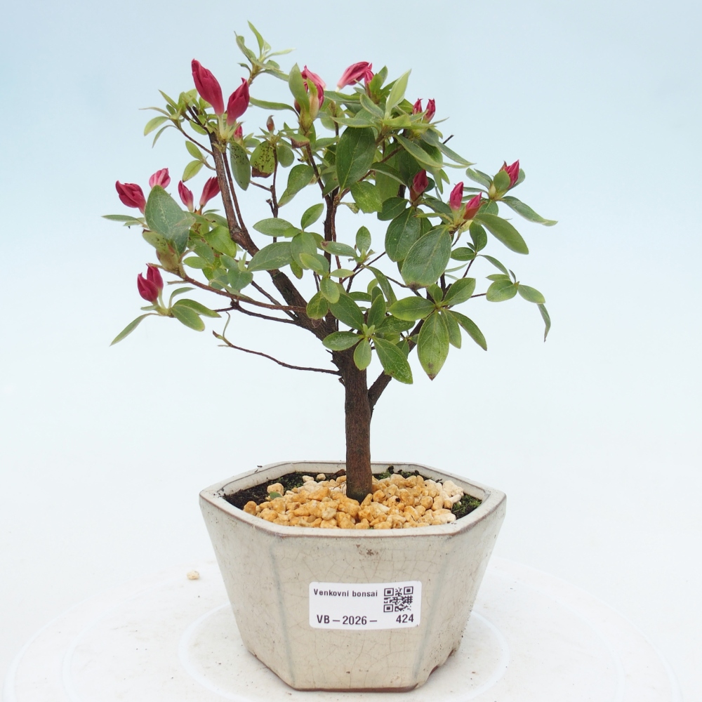 Bonsai voor buiten - Japanse azalea - Azalea sp.
