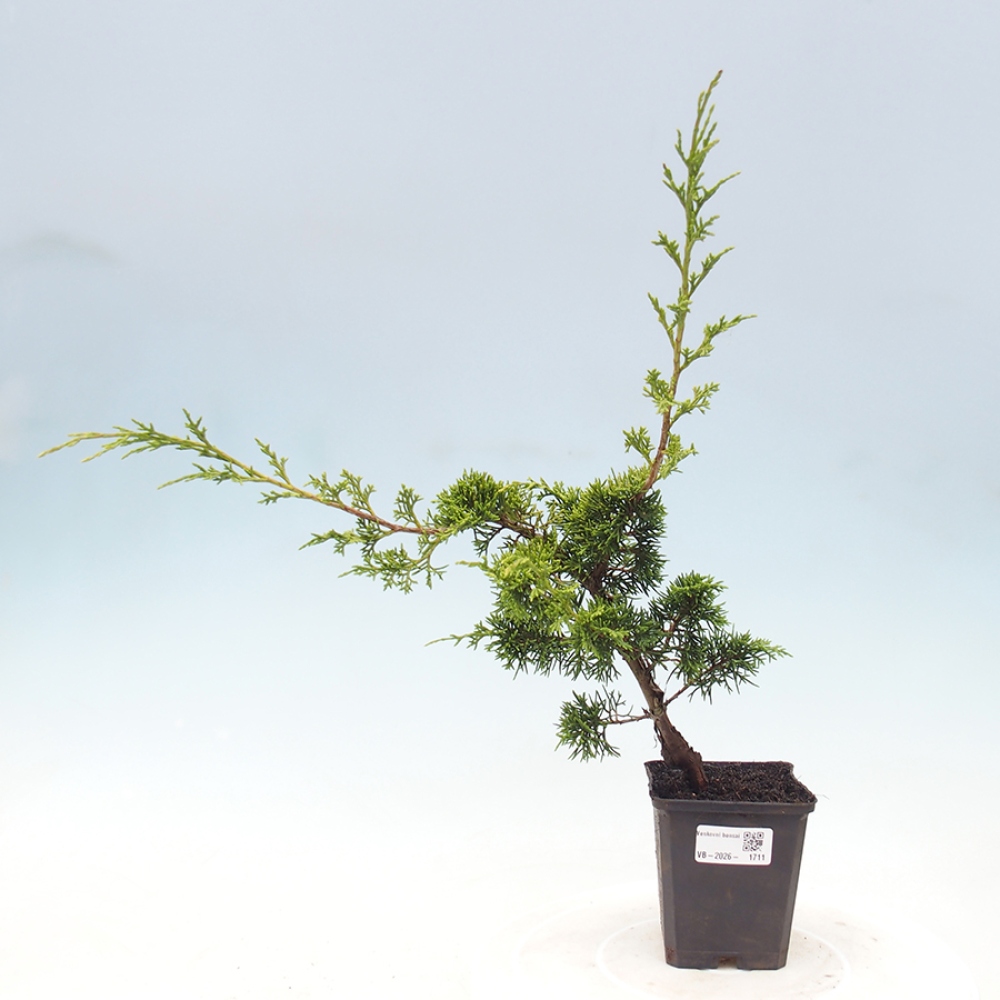 Bonsai voor buiten - Juniperus chinensis Itoigawa
