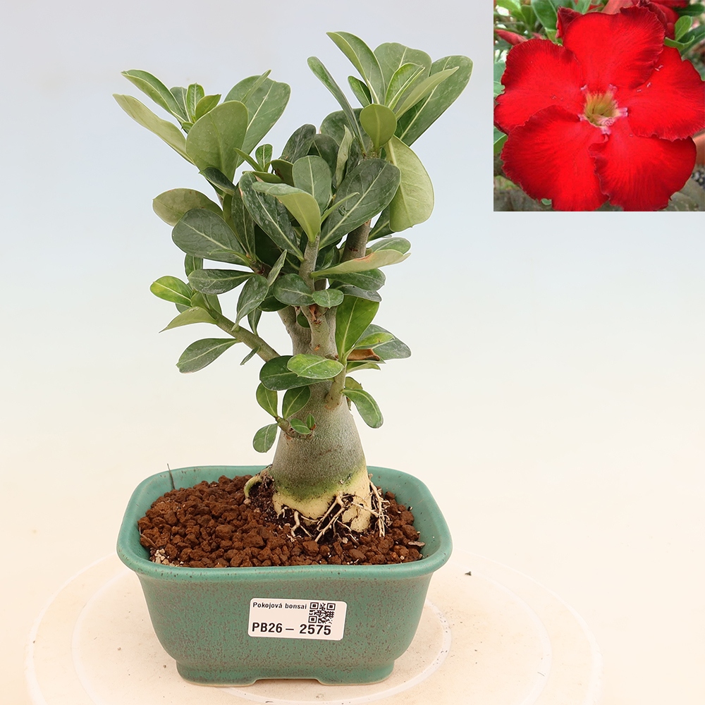 Kamerbonsai - Adenium obesum Red Star - Woestijnroos