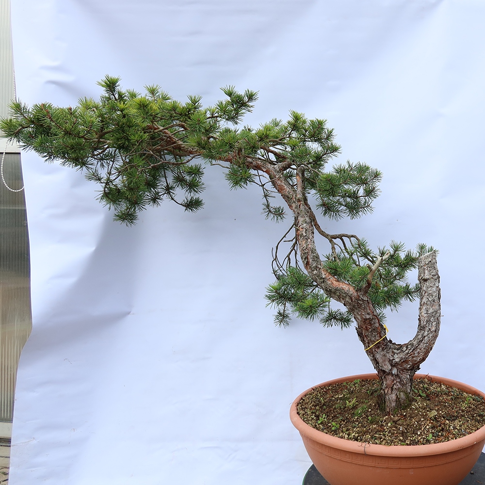 Pinus sylvestris Spanje - grove den