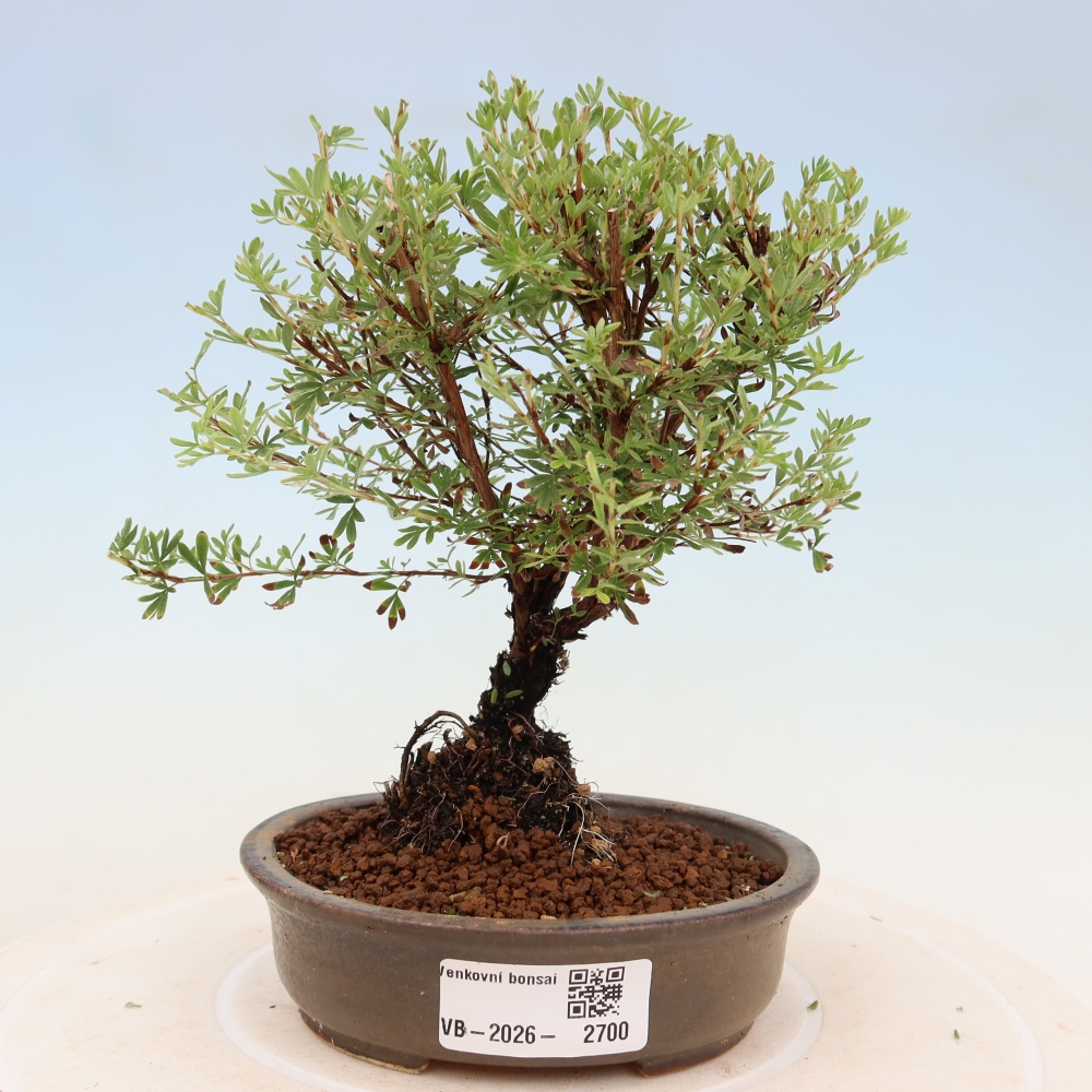 Bonsai voor buiten – Struikpotentilla – Potentilla fruticosa ‘Goldkissen’