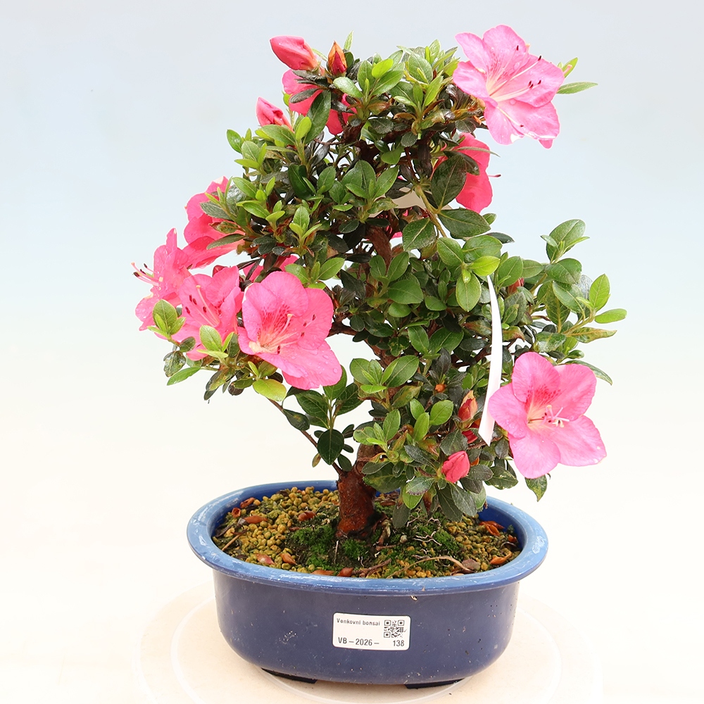 Bonsai voor buiten - Japanse Azalea - Azalea Kobai