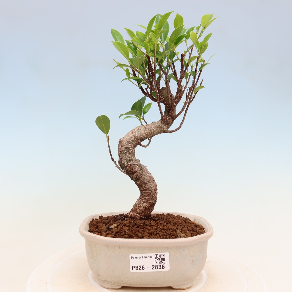 Kamerbonsai - Ficus kimmen - kleinbladige ficus