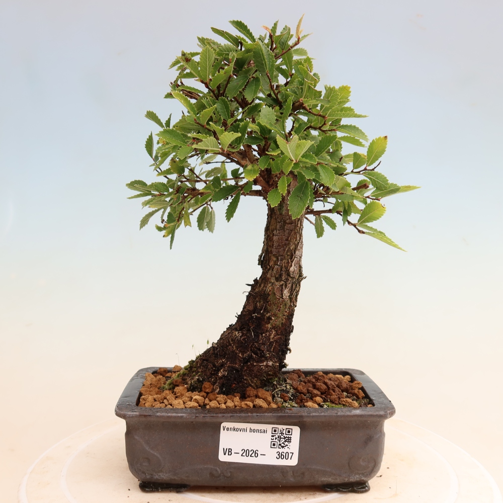 Bonsai voor buiten - Zelkova - Zelkova NIRE