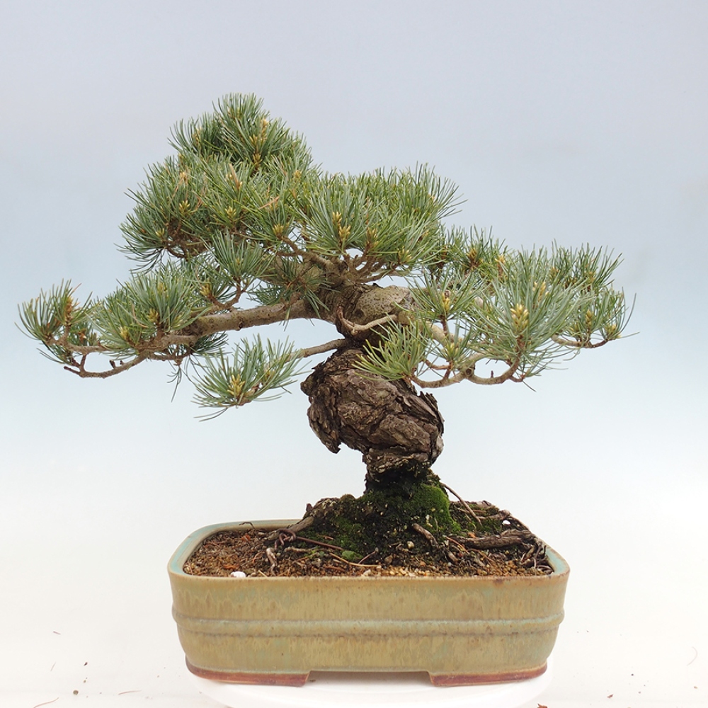 Bonsai voor buiten - Pinus parviflora - Pinus parviflora