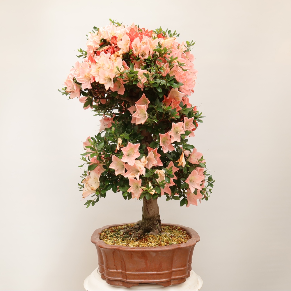 Bonsai voor buiten - Japanse Azalea - Azalea Sansai