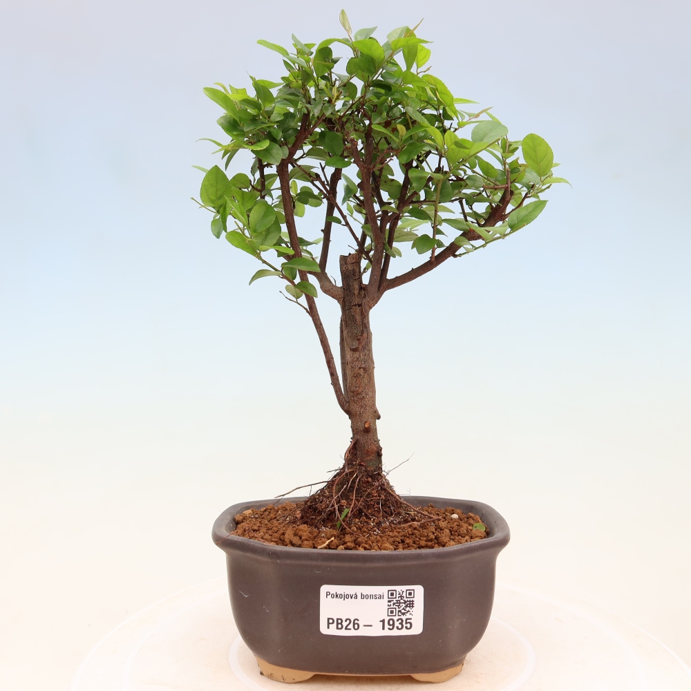 Kamerbonsai - Sageretia thea - Sageretia thea