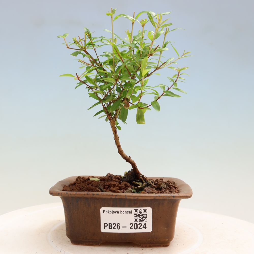 Kamerbonsai-PUNICA granatum nana-Granaatappel