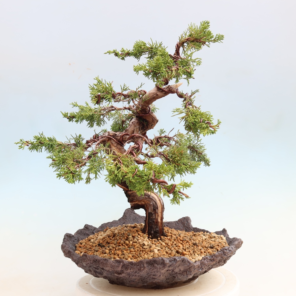 Bonsai voor buiten - Juniperus chinensis Itoigawa-Juniperus chinensis