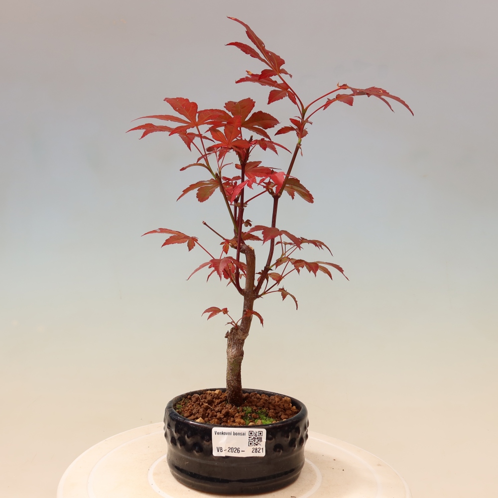 Bonsai voor buiten - Acer palm. Atropurpureum-Javorpalm