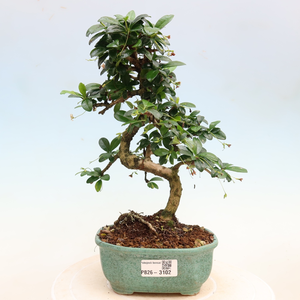 Kamerbonsai - Carmona macrophylla - Thee fuki