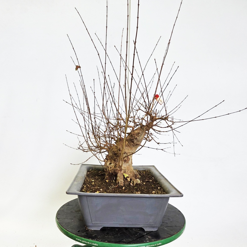 Bonsai esdoorn voor buiten - Acer Burgeriana