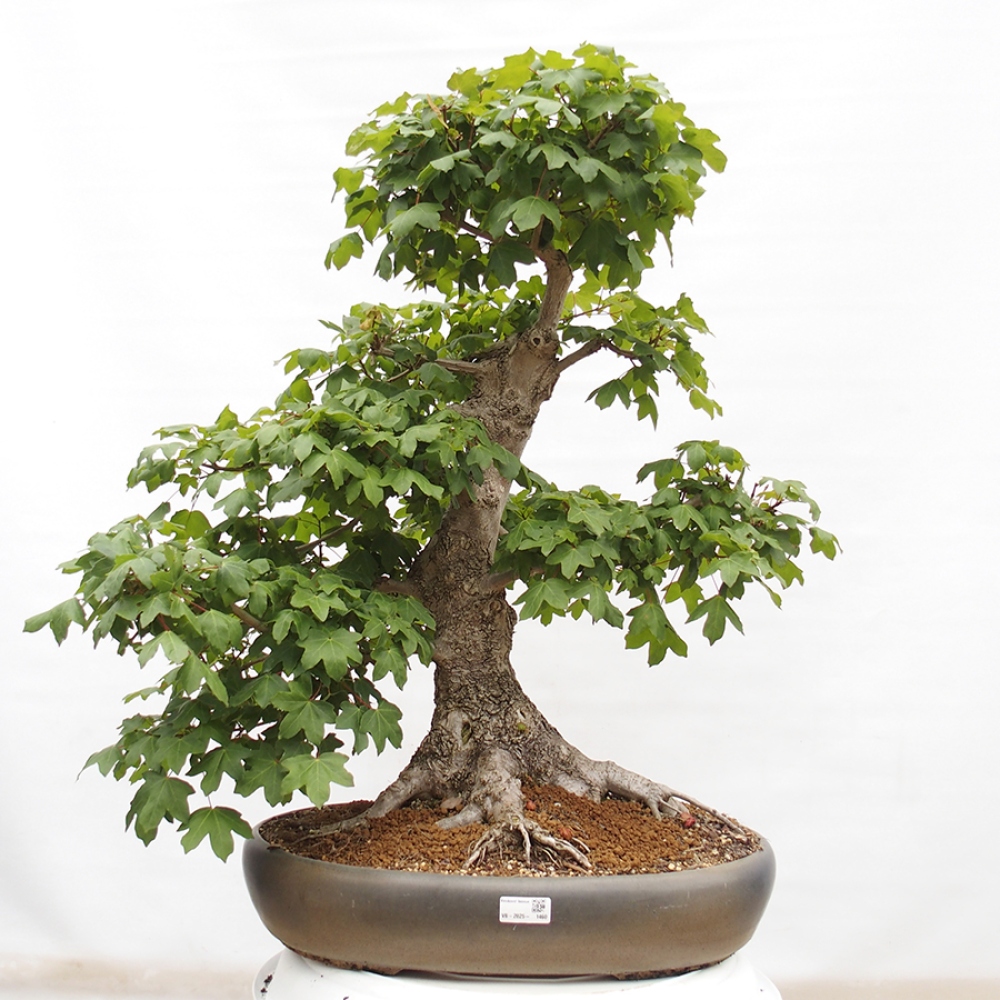 Bonsai voor buiten -Javor babyka - Acer campestre