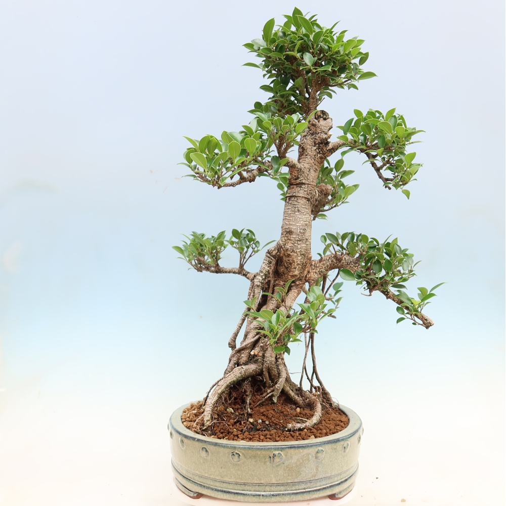 Kamerbonsai - Ficus kimmen - kleinbladige ficus