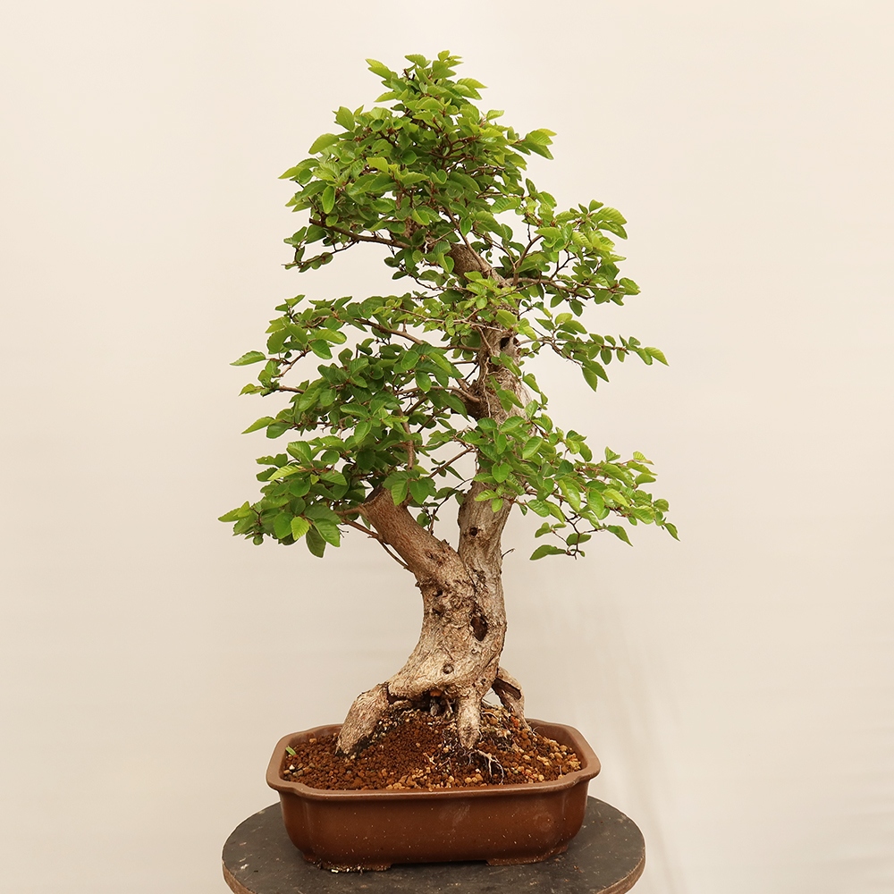 Bonsai voor buiten -Carpinus Coreana - Koreaanse haagbeuk
