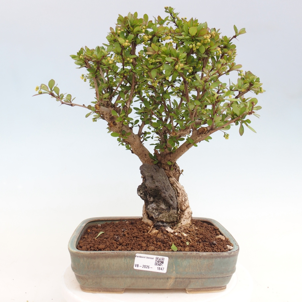Bonsai voor buiten - Berberis coreana
