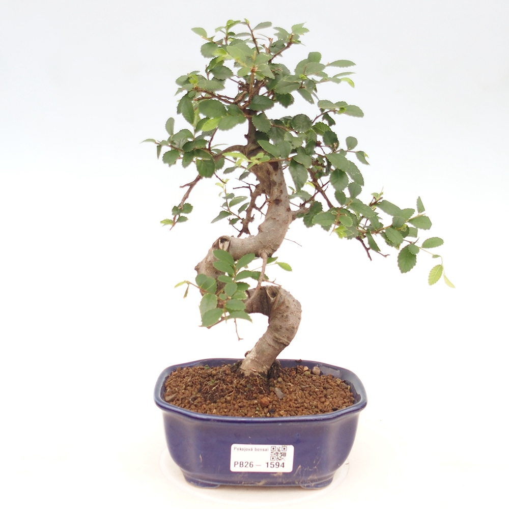 Kamerbonsai - Ulmus parvifolia - Winteriep