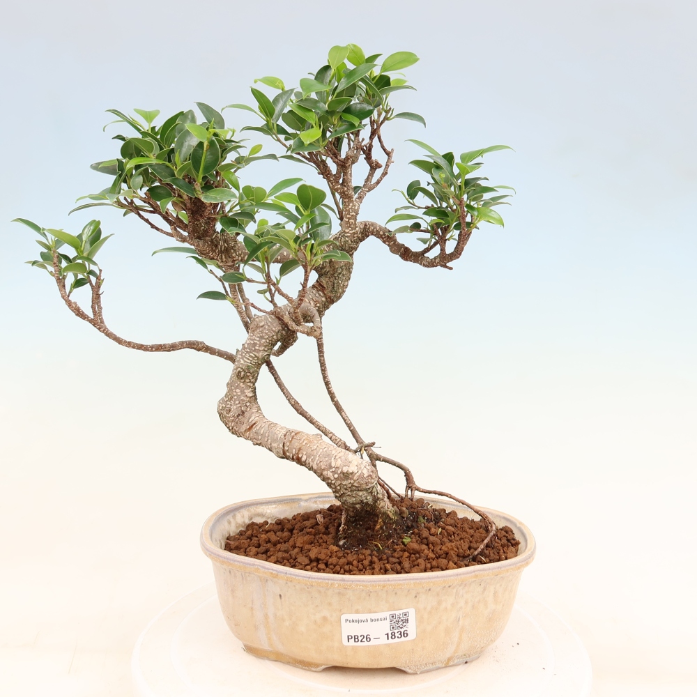 Kamerbonsai - Ficus retusa - kleinbladige ficus