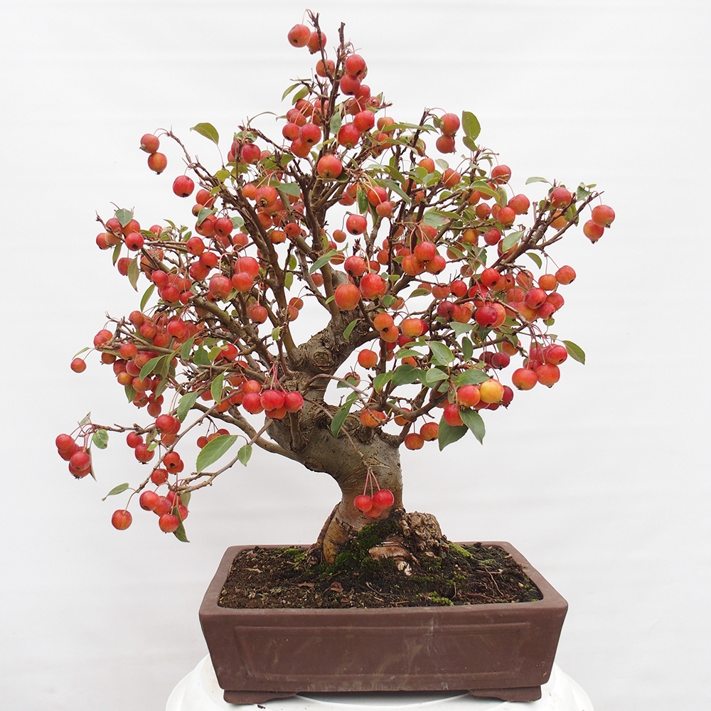 Bonsai voor buiten -Malus halliana - Appelboom met kleine vruchten