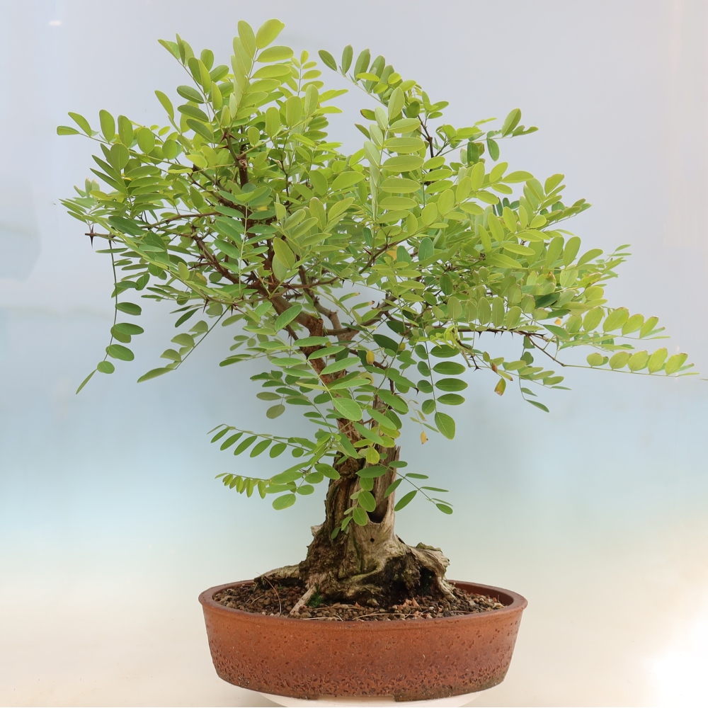 Bonsai voor buiten - Doornacacia - Robinia pseudoacacia