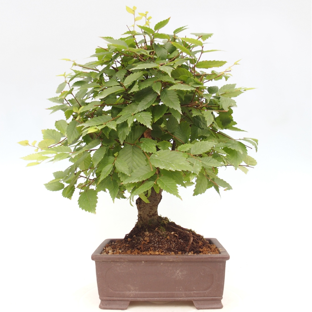 Bonsai voor buiten - Zelkova - Zelkova NIRE