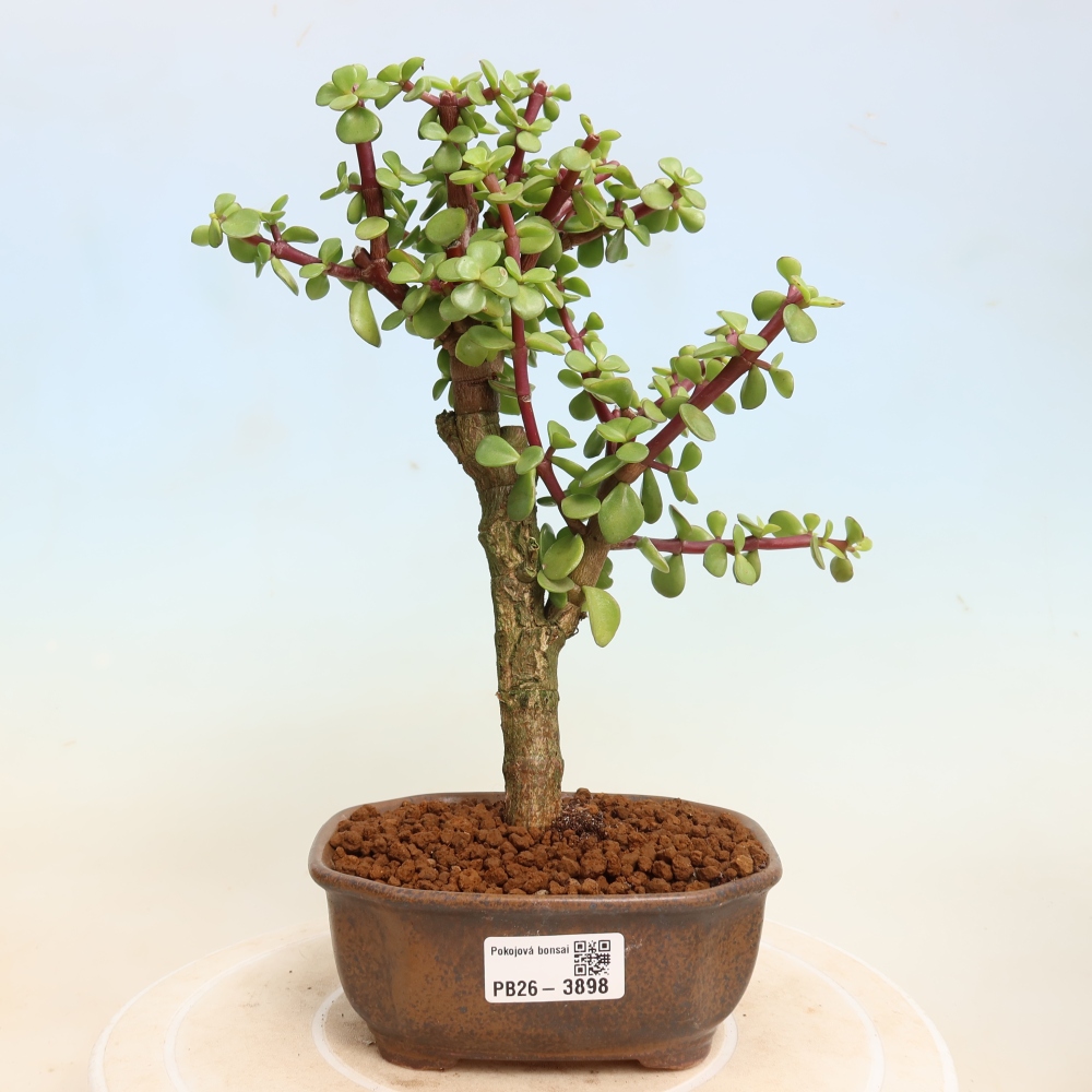 Kamerbonsai - Portulakaria Afra - Tlustice