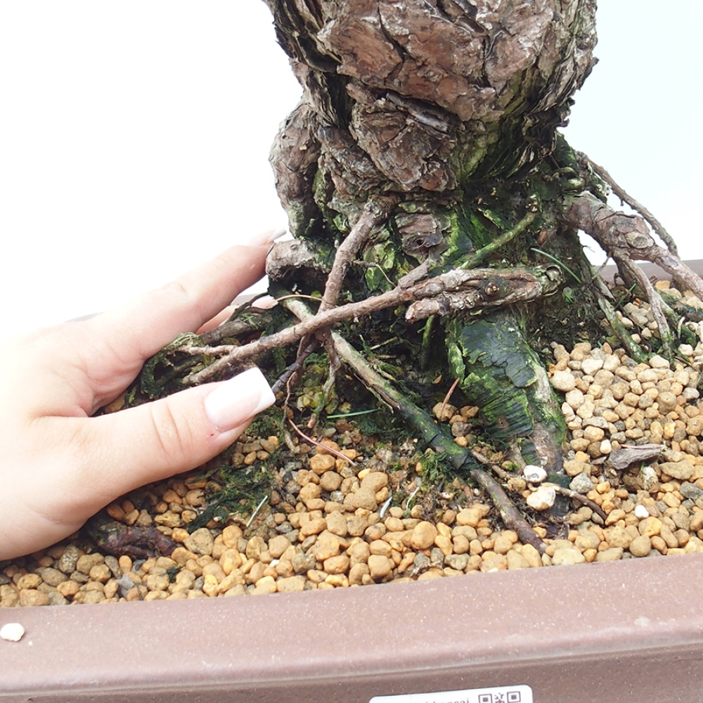 Bonsai voor buiten - Pinus parviflora - Pinus parviflora