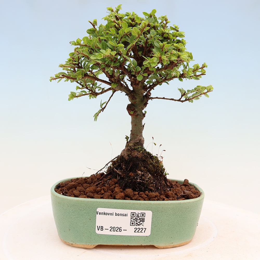 Bonsai voor buiten - Ulmus parvifolia Sagei - Kleinbladige iep
