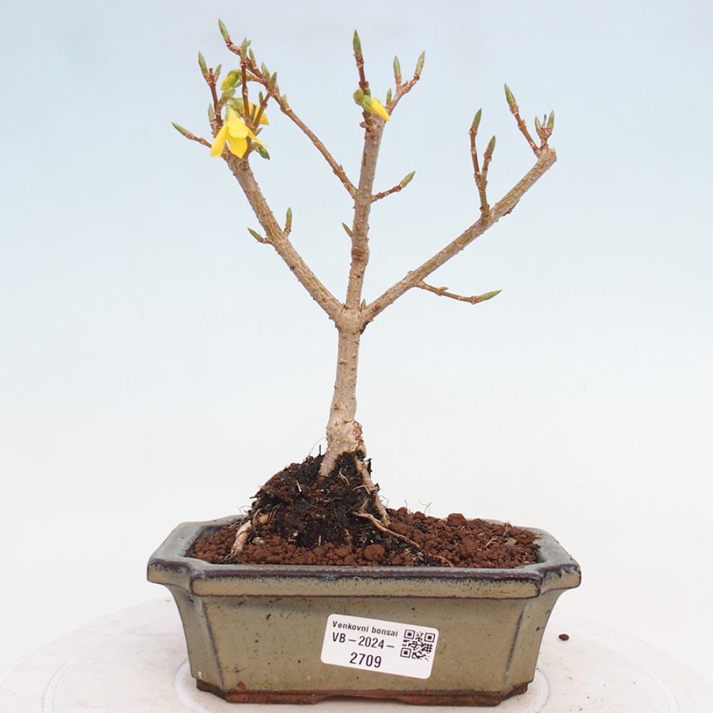 Bonsai voor buiten - Zlatice - Forsythia intermedia