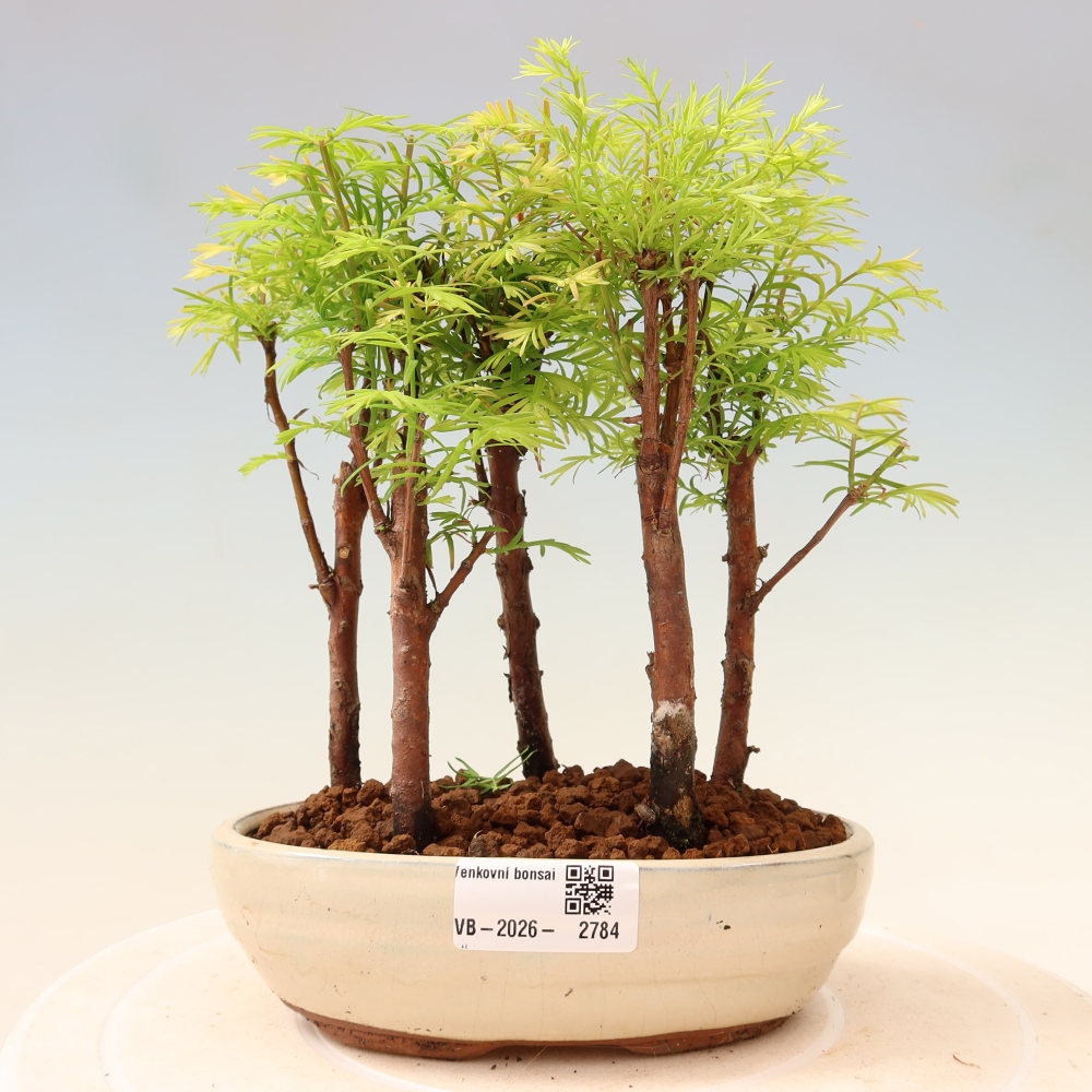 Buitenbonsai - Metasequoia glyptostroboides - Chinese metasequoia - bosje